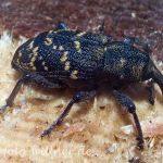 Großer Brauner Rüsselkäfer (Hylobius abietis) Foto W. Willner-2