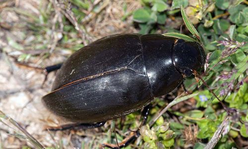Großer Kolbenwasserkäfer Hydrous piceus IMG_8342