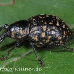 Großer Pestwurzrüssler (Liparus glabirostris) Foto W. Willner
