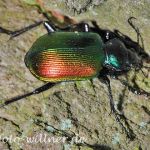 Großer Puppenräuber (Calosoma sycophanta) Foto W. Willner-5