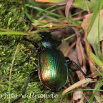 Großer Puppenräuber (Calosoma sycophanta) Foto W. Willner-9