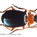 Grünblauer Prunkkäfer Lebia chlorocephala Foto Wolfgang Willner Naturfoto