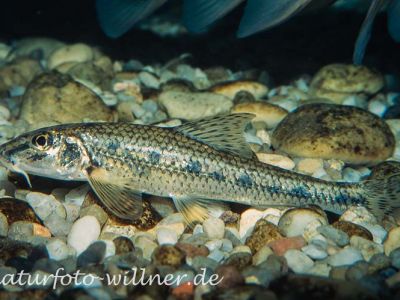 Gründling (Gobio gobio) Foto W. Willner_9054