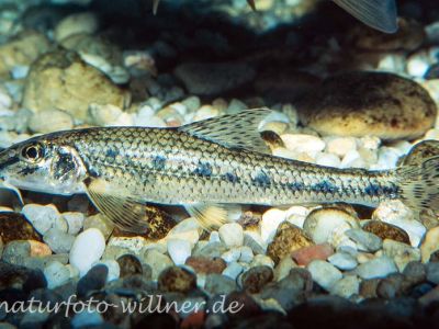 Gründling (Gobio gobio) Foto W. Willner_9091