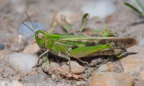 Grüne Strandschrecke Aiolopus thalassinus Foto W. Willner DSC_6496
