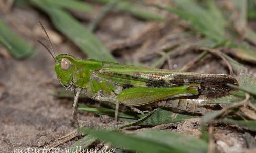 Grüne Strandschrecke Aiolopus thalassinus Foto W. Willner IMG_0035
