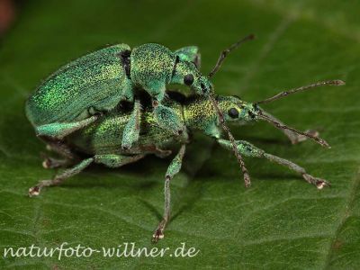 Grüner Rüßelkäfer 2 (Phyllobius argentatus) Foto W. Willner