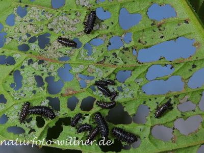 Grüner Sauerampferkäfer Larven (Gastrophysa viridula) Foto W. Willner 1