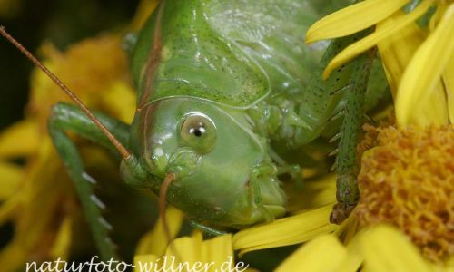 Grünes Heupferd 1 Foto W. Willner001