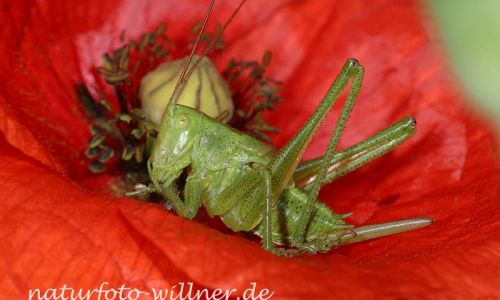 Grünes Heupferd 3 Foto W. Willner