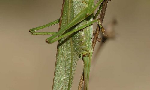 Grünes Heupferd 9 Foto W. Willner