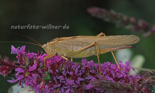 Grünes Heupferd (Tettigonia viridissima) Foto W. Willner-5