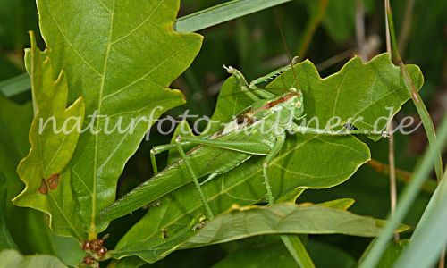 Grünes Heupferd (Tettigonia viridissima) Foto W. Willner-8