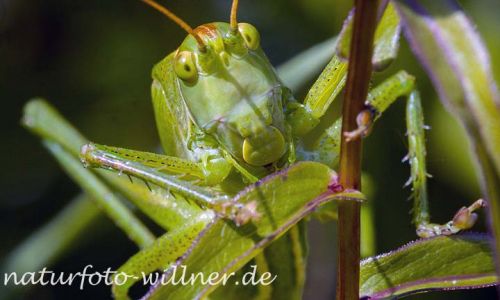 Grünes Heupferd Tettigonia viridissima Foto W. Willner_2016-07-04_1513_C0006_000088
