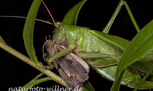 Grünes Heupferd mit Nachtfalter Foto W. Willner-2