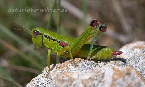Grünschrecke Odontopodisma spec. Foto H. Tuschl Naturfotoarchiv Willner-2