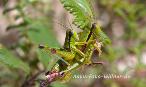 Grünschrecke Odontopodisma spec. Foto H. Tuschl Naturfotoarchiv Willner-3