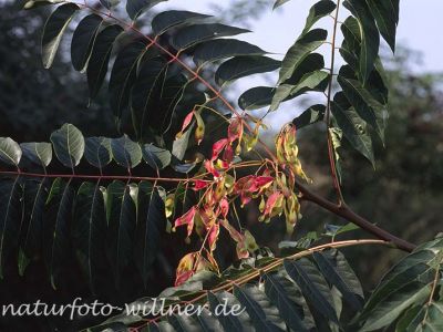 Götterbaum (Ailanthus altissima) Foto W. Willner-11