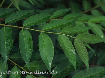 Götterbaum (Ailanthus altissima) Foto W. Willner-9