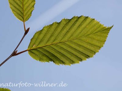 Hainbuche Carpinus betulus Foto Wolfgang Willner Naturfoto-5