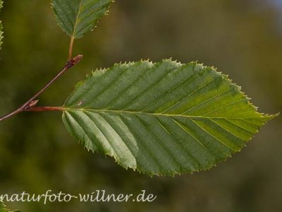 Hainbuche Carpinus betulus Foto Wolfgang Willner Naturfoto-6