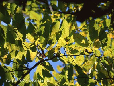 Hainbuche Carpinus betulus Foto Wolfgang Willner Naturfoto-7