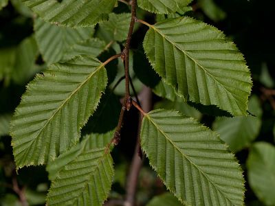 Hainbuche Carpinus betulus Foto Wolfgang Willner Naturfoto