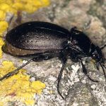 Hainlaufkäfer 4 (Carabus nemoralis) Foto W. Willner