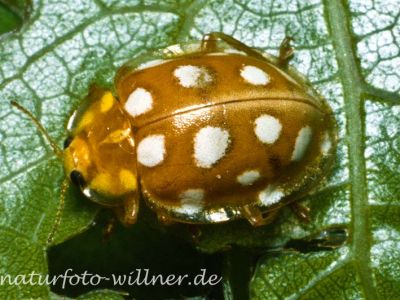 Halyzia sedecimguttata) Foto W. Willner