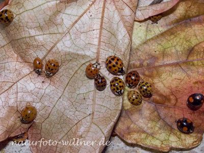 Harlekin-Marienkäfer 8 (Harmonia axyridis) Foto W. Willner