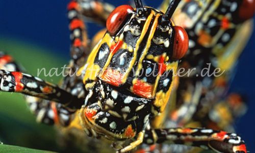 Harlekinschrecke Zonocerus variegatus Foto W. Willner 190