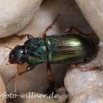 Harpalus affinis Erzgrüner Schnellläufer 6 Foto W. Willner Naturfoto