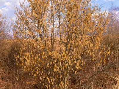 Haselnuß (Corylus avellana) Foto Wolfgang Willner Naturfoto-287