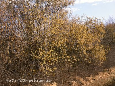 Haselnuß (Corylus avellana) Foto Wolfgang Willner Naturfoto-291
