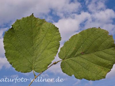 Haselnuß (Corylus avellana) Foto Wolfgang Willner Naturfoto-4