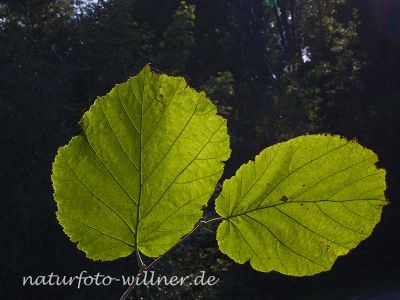 Haselnuß (Corylus avellana) Foto Wolfgang Willner Naturfoto-5