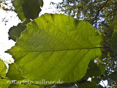 Haselnuß (Corylus avellana) Foto Wolfgang Willner Naturfoto-9