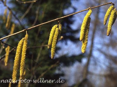 Haselnußblüte (Corylus avellana)