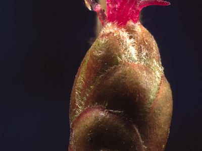 Haselnußblüte (Corylus avellana)