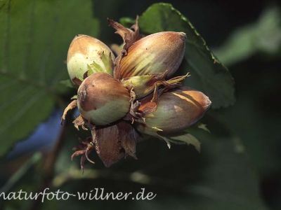 Haselnuß (Corylus avellana)