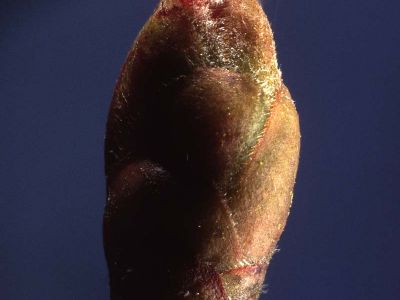 Haselnußblüte (Corylus avellana)