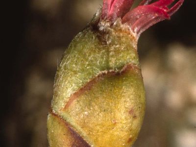 Haselnußblüte (Corylus avellana)