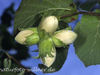 Haselnuß (Corylus avellana)