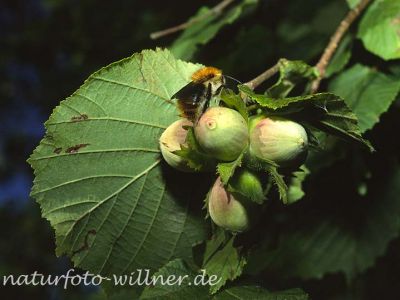 Haselnuß (Corylus avellana)