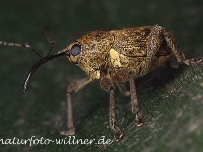 Haselnußbohrer Foto W. Willner12