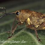 Haselnußbohrer Foto W. Willner2