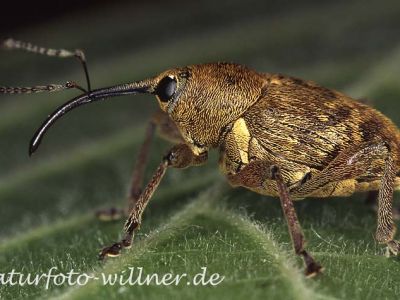 Haselnußbohrer Foto W. Willner2