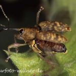 Haselnußbohrer Foto W. Willner3