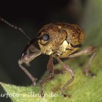 Haselnußbohrer Foto W. Willner5