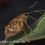 Haselnußbohrer Foto W. Willner8